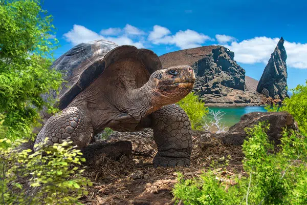 Ecuador und Galápagos zum Kennenlernen