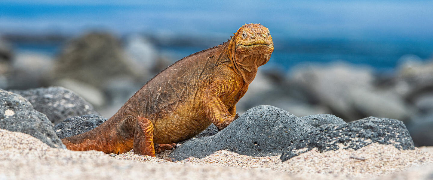 Ecuador und Galápagos - ein Land voller Wunder