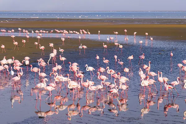 Namibia - Atlantik, Dünen und wilde Tiere