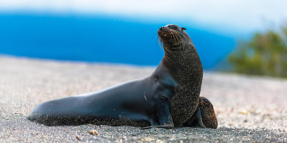 Peru und Ecuador - von Machu Picchu zu den Galápagos-Inseln