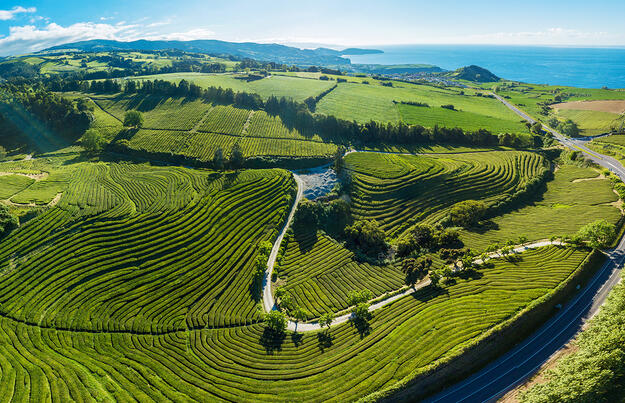 Teezauber auf den Azoren: Naturwunder und Teegenuss Teezauber auf den Azoren: Naturwunder und Teegenuss