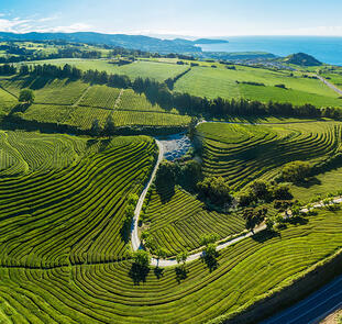 Teezauber auf den Azoren: Naturwunder und Teegenuss