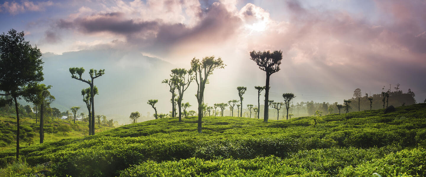Sri Lanka - im Reich des Ceylon-Tees
