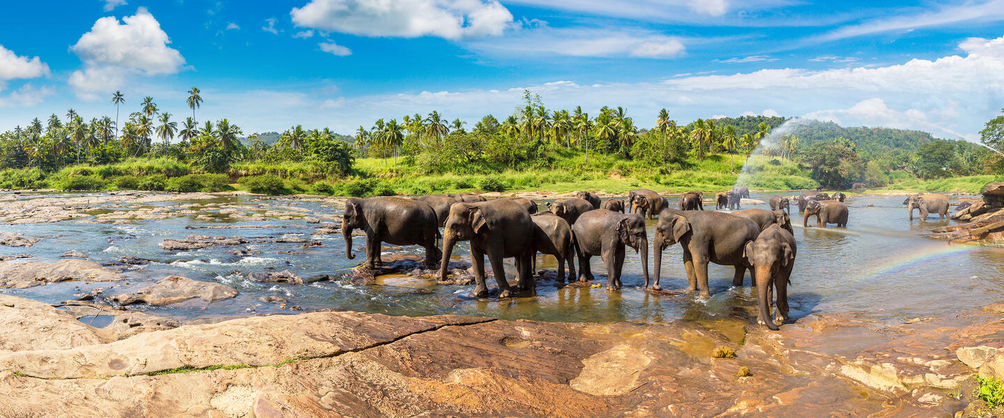 Sri Lanka - im Reich des Ceylon-Tees