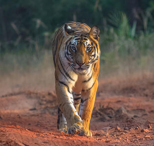 Indien - Wo die wilden Tiere wohnen Indien - Wo die wilden Tiere wohnen