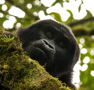 Uganda und Sansibar - vom Land der Berggorillas nach Sansibar Uganda und Sansibar - vom Land der Berggorillas nach Sansibar