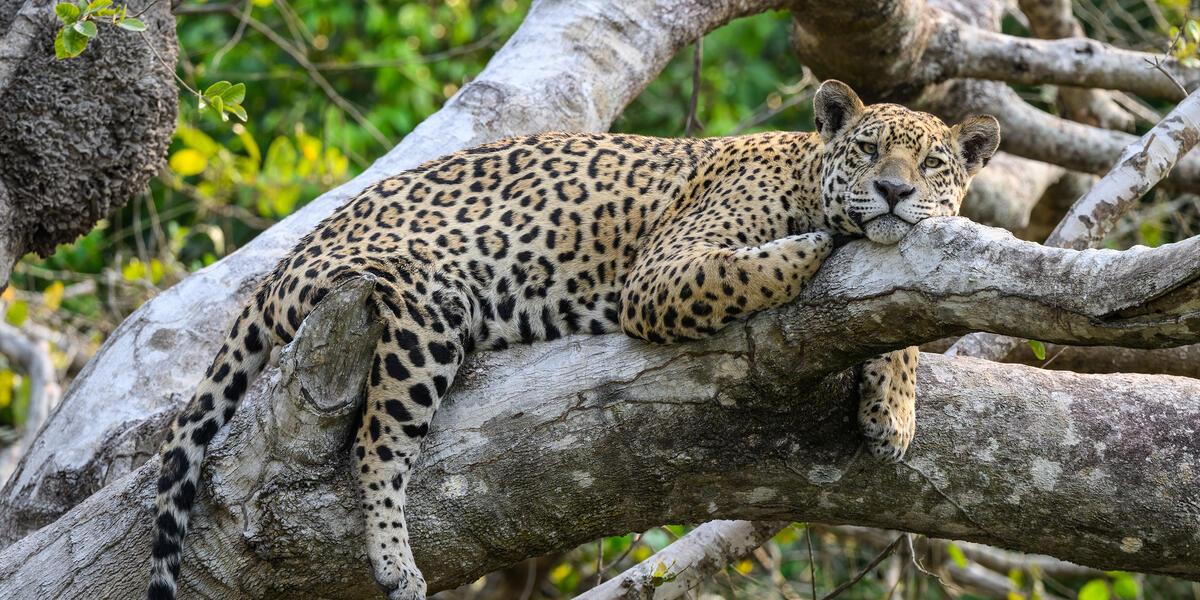 Naturparadies Pantanal